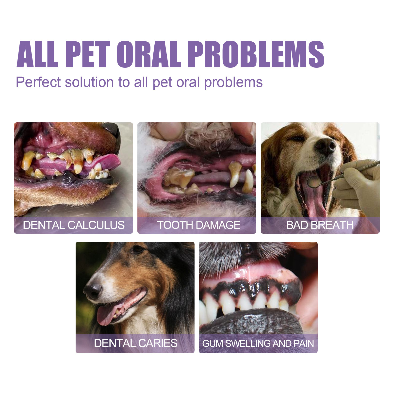 Pet Oral Repair Gel Puppy Tart – Teeth Whitening With Peroxide recenzja i cena